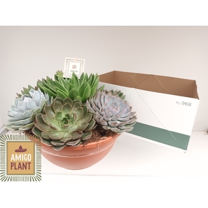 ARR SUCCULENTEN