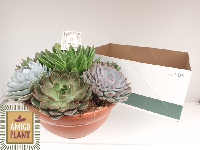 <h4>ARR SUCCULENTEN</h4>