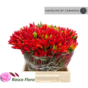 CAP RED FIRE