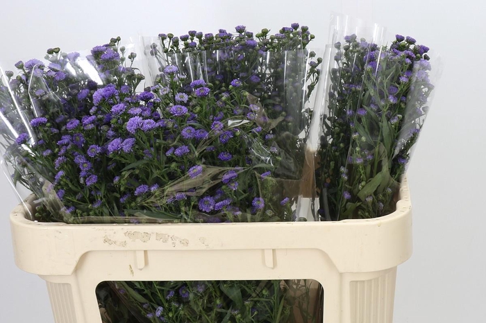 <h4>Aster Baby Blue</h4>