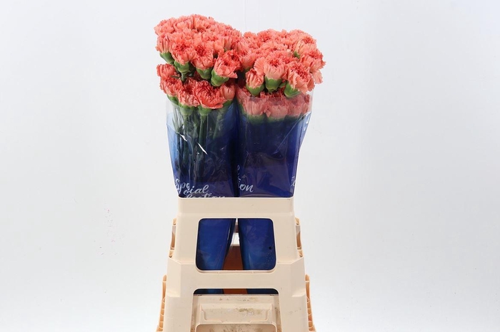 <h4>Dianthus ST 'Happy  Haru'</h4>