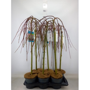 Salix caprea 'Kilmarnock'