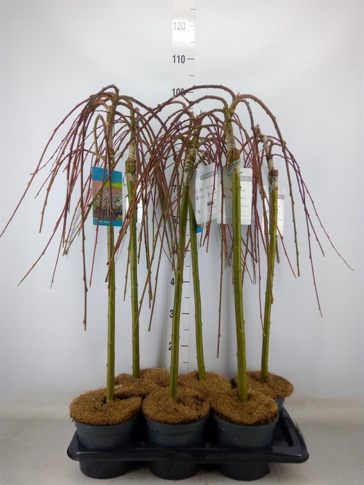 <h4>Salix caprea 'Kilmarnock'</h4>