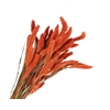 Setarea Pendula Orange