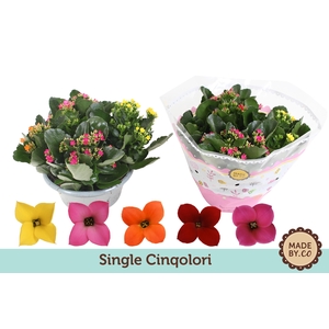 Kalanchoë Single Cinqolori - Carnaval