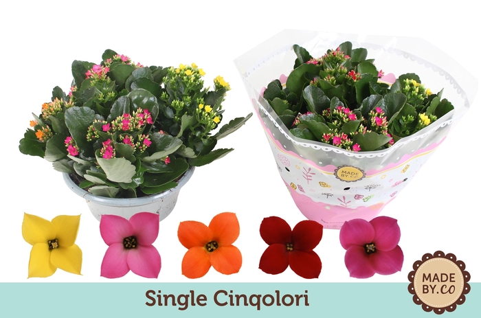 <h4>Kalanchoë Single Cinqolori - Carnaval</h4>
