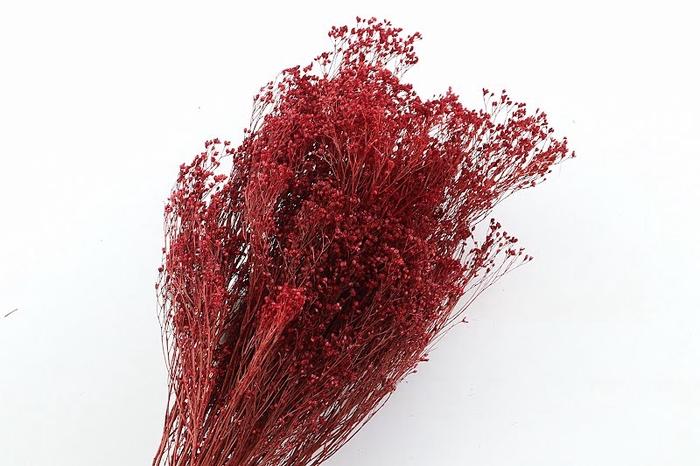 Broom Bloom Red