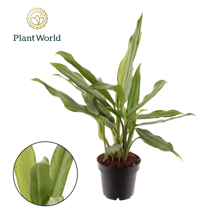 <h4>Aglaonema White Lance</h4>