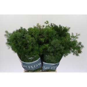 Asparagus Umbellatus
