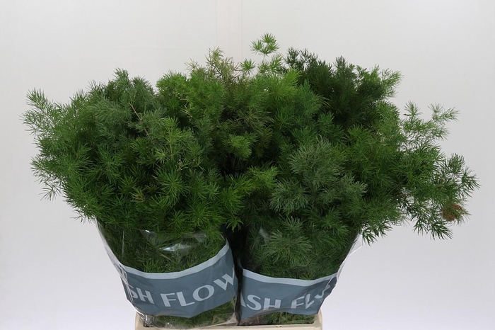 Asparagus Umbellatus