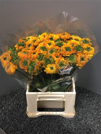 <h4>Ran Pon Pon Merlino</h4>