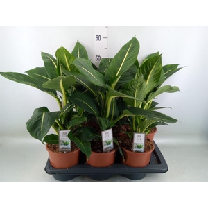 Dieffenbachia  'Green Magic'