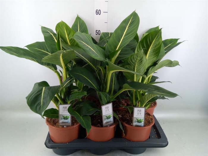 <h4>Dieffenbachia  'Green Magic'</h4>