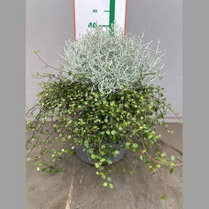 LEUCOPH BROWNII +MUELENBECIA