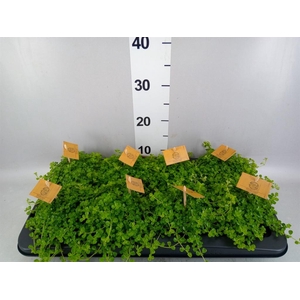 Pilea depressa
