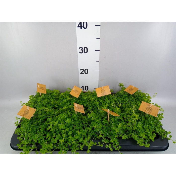 <h4>Pilea depressa</h4>