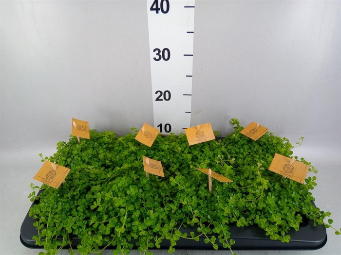 <h4>Pilea depressa</h4>