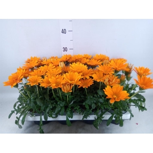 Gazania splen. 'Giant Deep Orange'