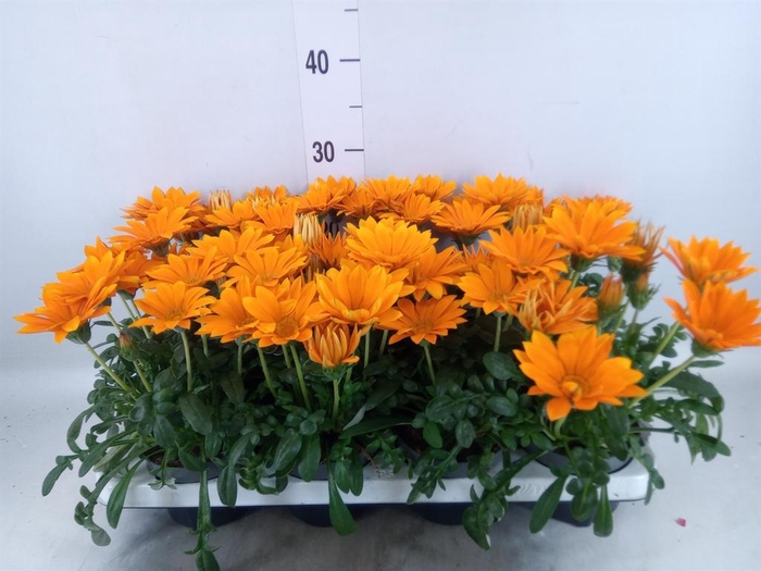 <h4>Gazania splen. 'Giant Deep Orange'</h4>