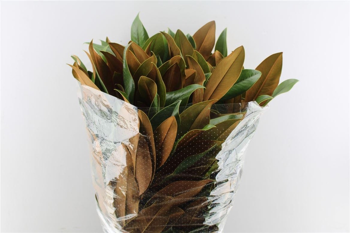 <h4>Magnolia 400 Gram</h4>