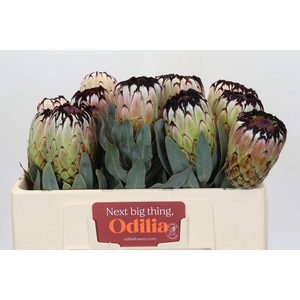 Protea Niobe