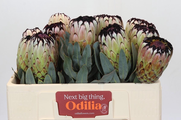 <h4>Protea Niobe</h4>