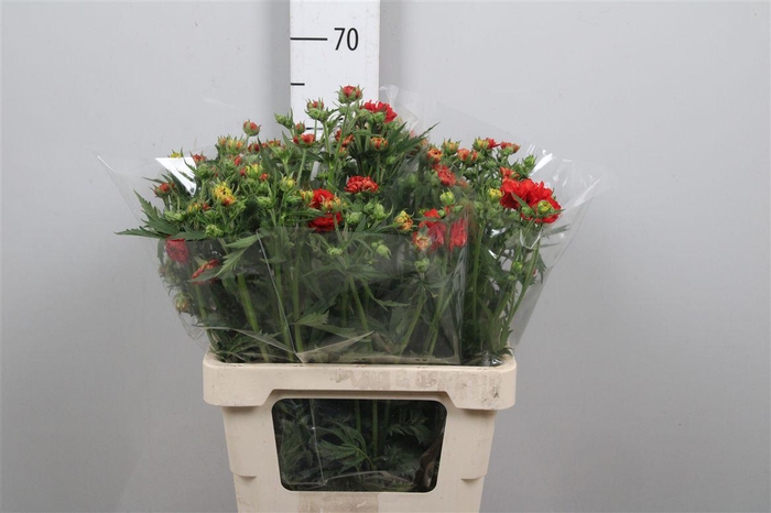 <h4>Geum Fiery Tempest</h4>