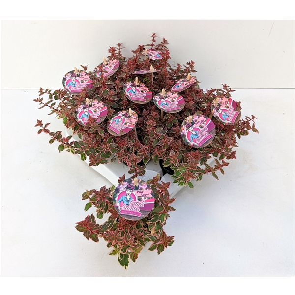 <h4>Abelia Pink Lady 6T</h4>