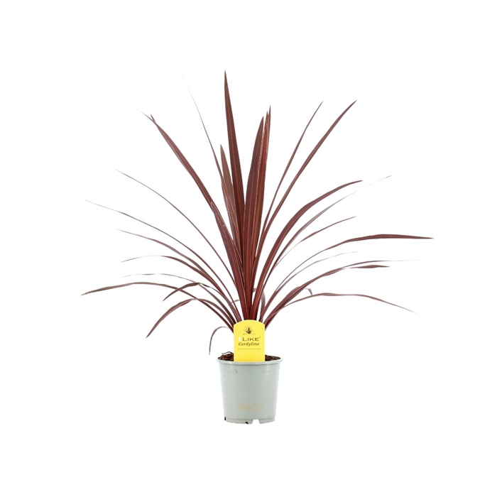 <h4>Cordyline Australis Red Star - 13cm</h4>