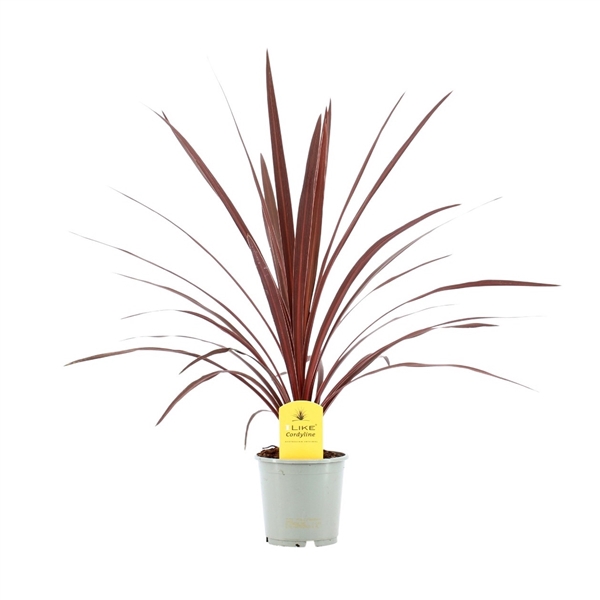 <h4>Cordyline Australis Red Star - 13cm</h4>