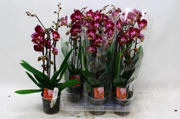 <h4>PHAL EL CASCADE</h4>