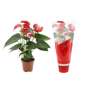 Anthurium Red Bull in Couture sleeve