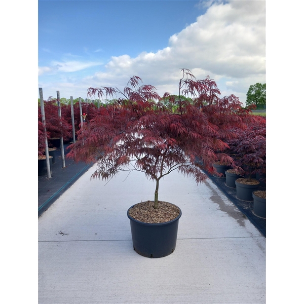 <h4>Acer palmatum Garnet</h4>
