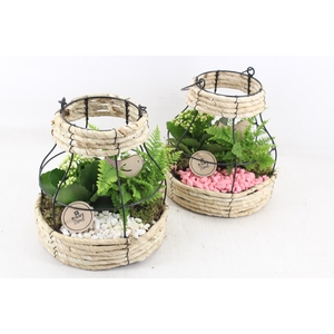 arr2 PL - Gaasmand lantaarn 285/4 - roze/wit