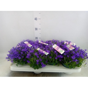 Campanula porten. 'Ambella In Prpl'