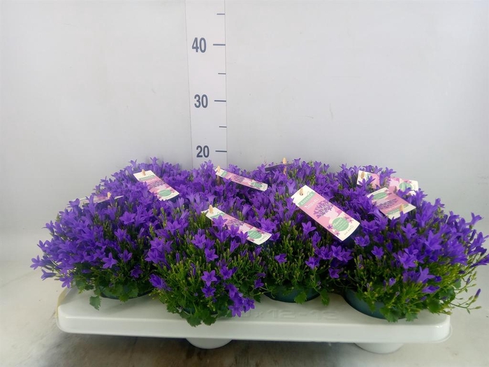 <h4>Campanula porten. 'Ambella In Prpl'</h4>