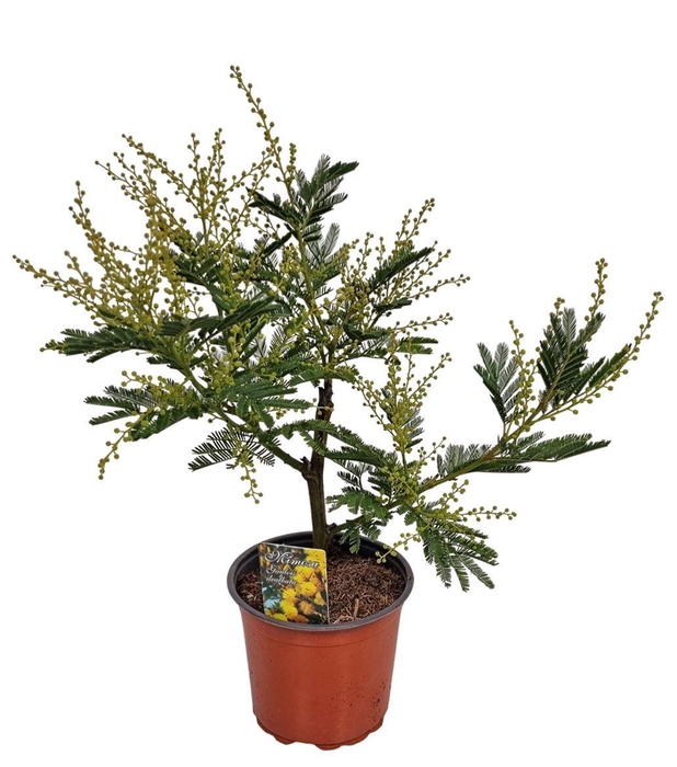 <h4>MIMOSA PUDICA</h4>