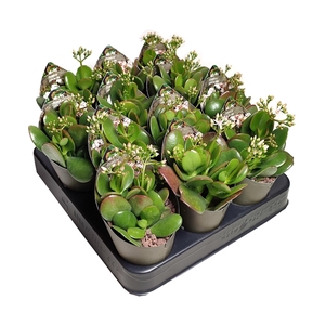 CRASSULA PORTULACEA - POT Ø 6,5 WITH POTCOVER (SUCCULENTEN)