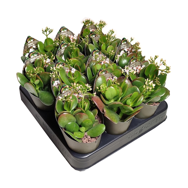 <h4>CRASSULA PORTULACEA - POT Ø 6,5 WITH POTCOVER (SUCCULENTEN)</h4>