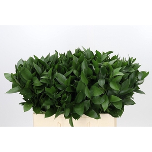 Ruscus aculeatus   ...groot blad