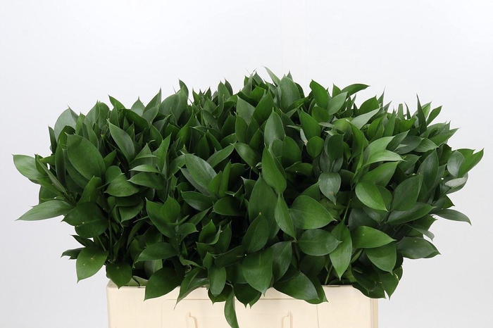 <h4>Ruscus aculeatus   ...groot blad</h4>