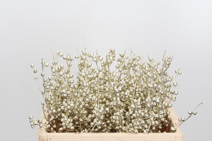 <h4>Ilex Kl Bh Platina</h4>