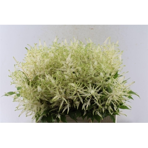 Astilbe Whasingthon White