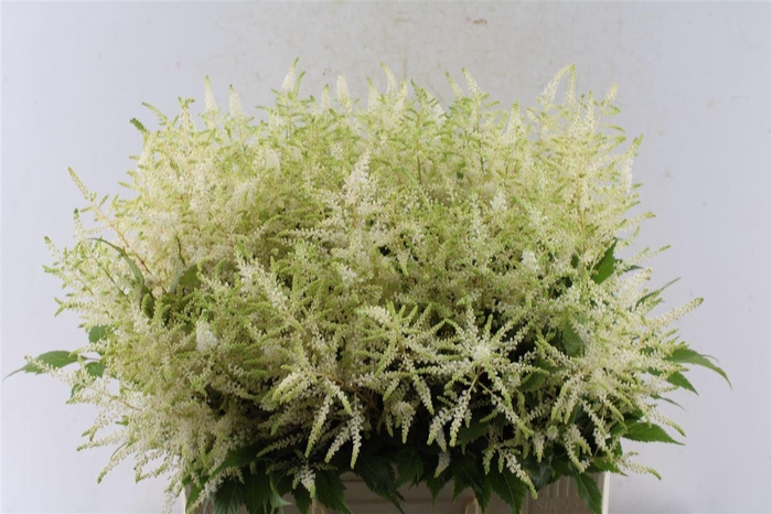 <h4>Astilbe Whasingthon White</h4>