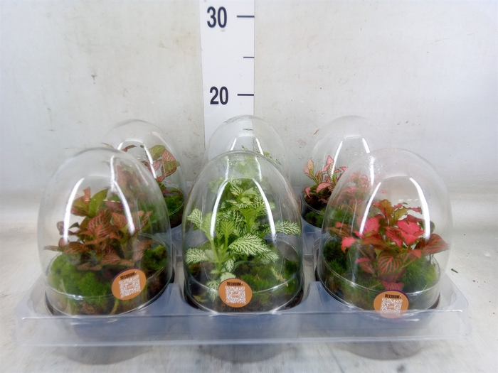 <h4>Arr.   Kamerplant Groen H%</h4>