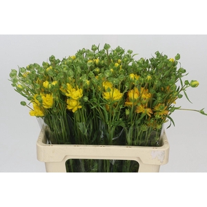 Ranunculus Natura Moderna Proxima