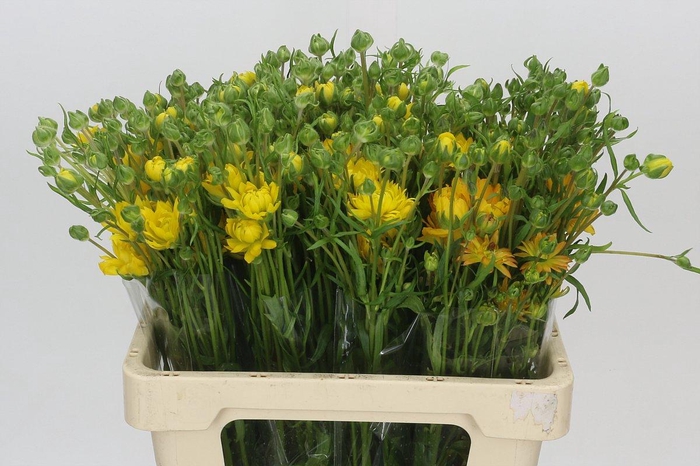 <h4>Ranunculus Natura Moderna Proxima</h4>