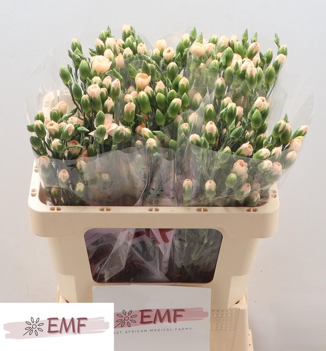 <h4>DI TR HAMADA</h4>