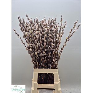 SALIX MAGICAL SILVER