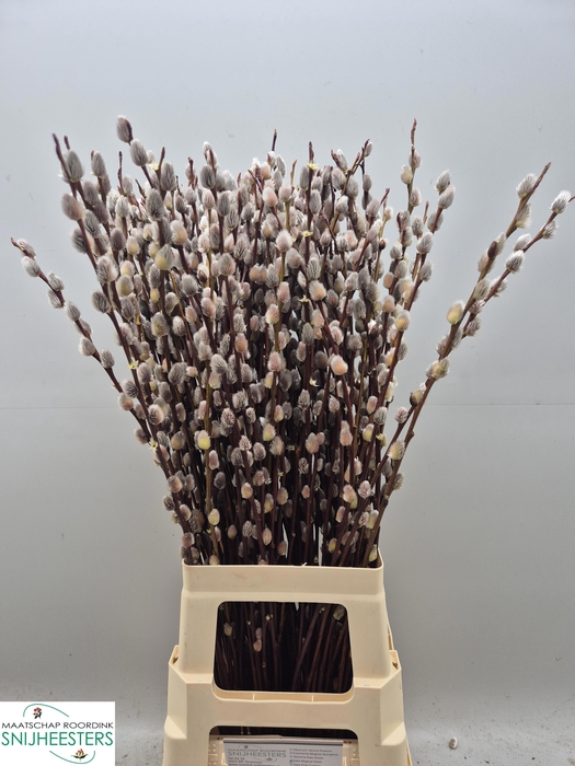 <h4>SALIX MAGICAL SILVER</h4>